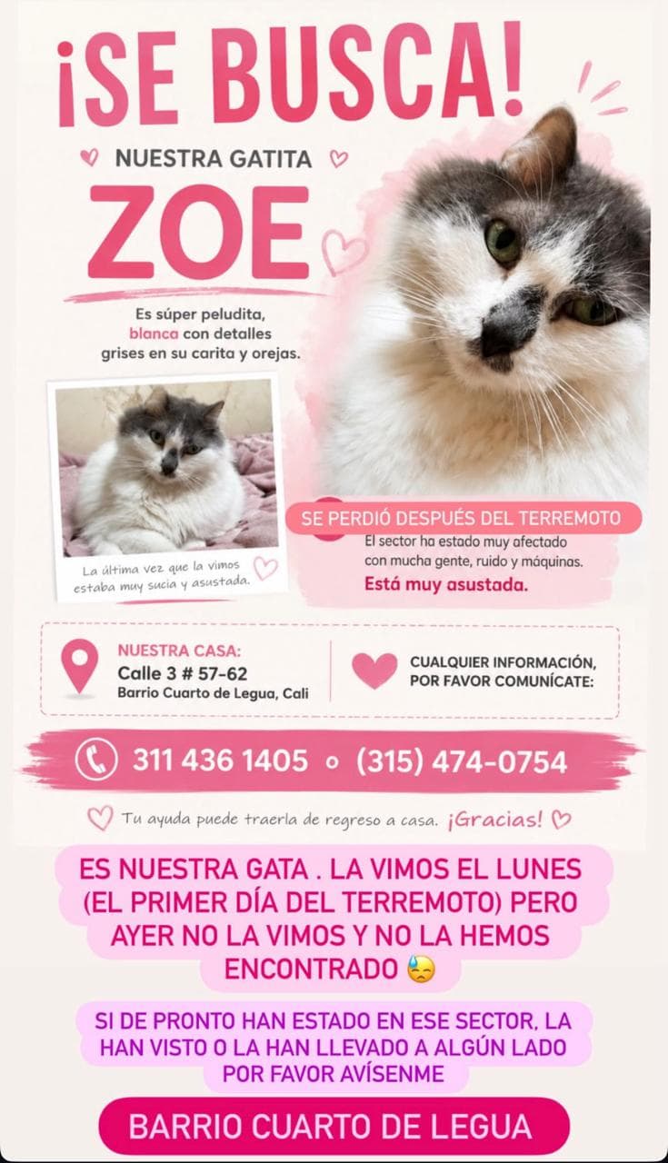ZOE · Gato blanca