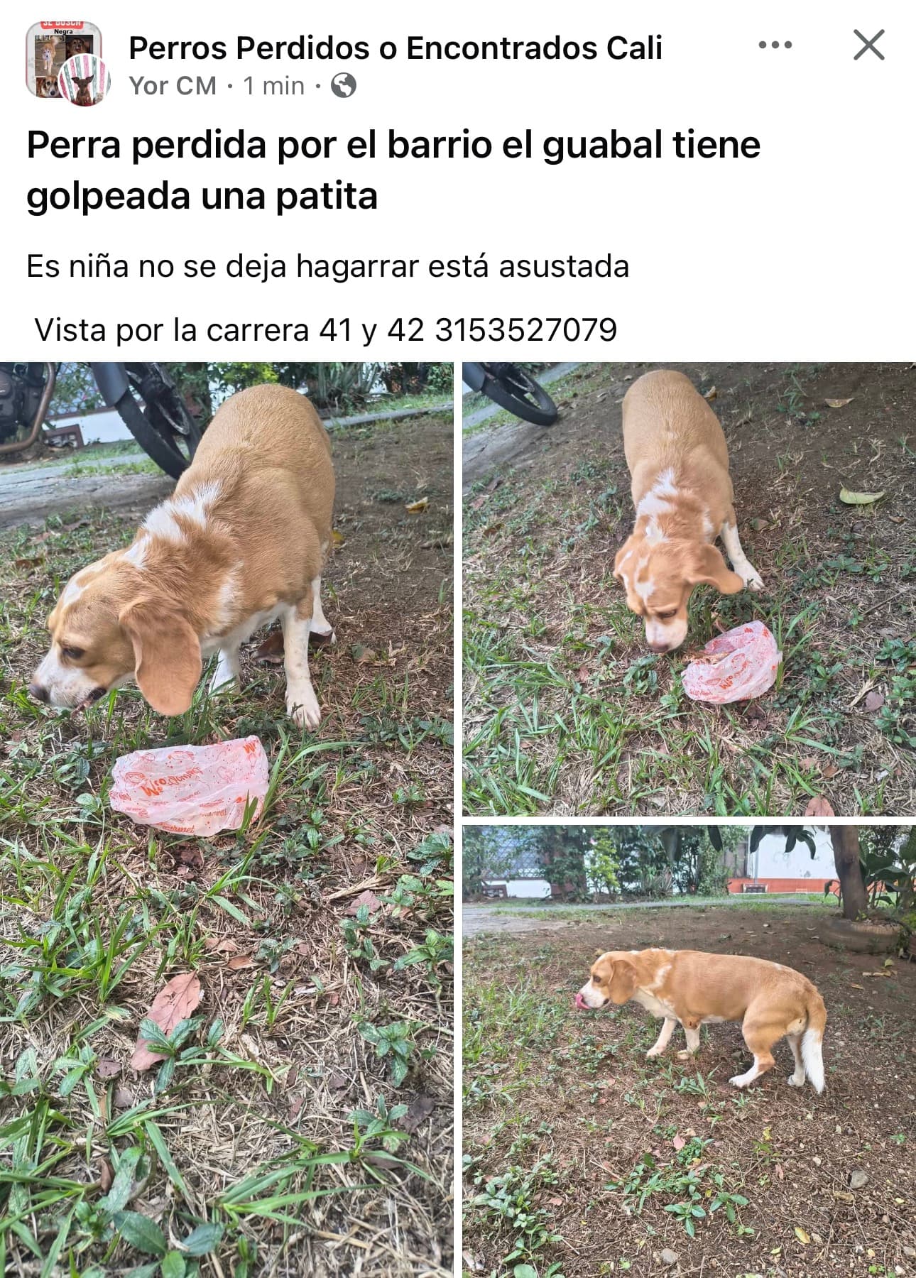 NIÑA · Perro mediano, marrón