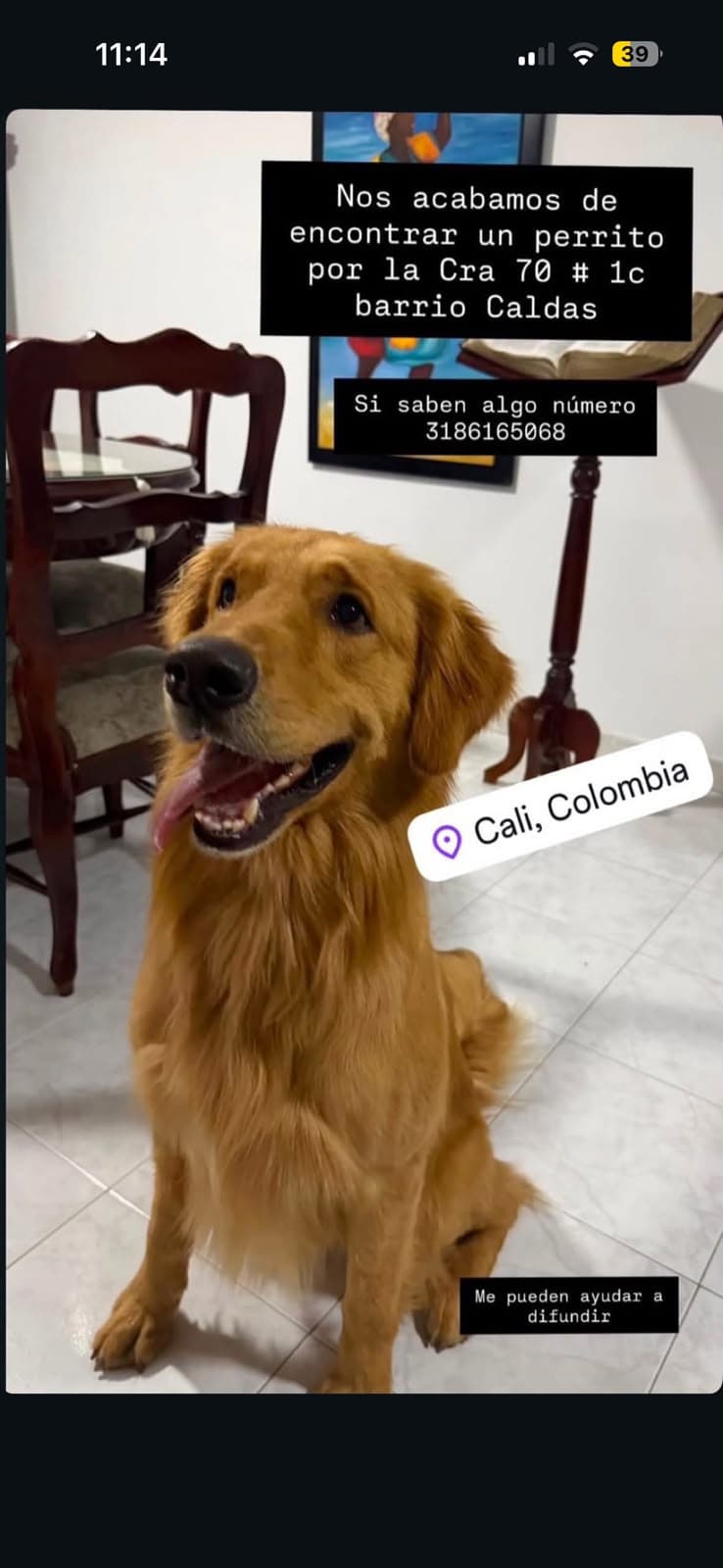 BARRIO CALDAS · Perro grande, dorado, golden retriever