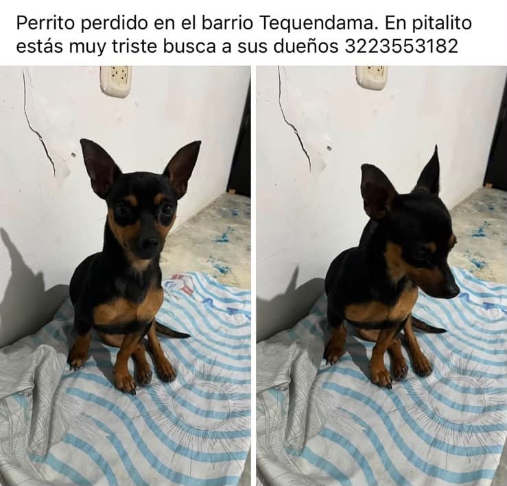 BARRIO TEQUENDAMA · Perro pequeño, negro, pinscher miniatura