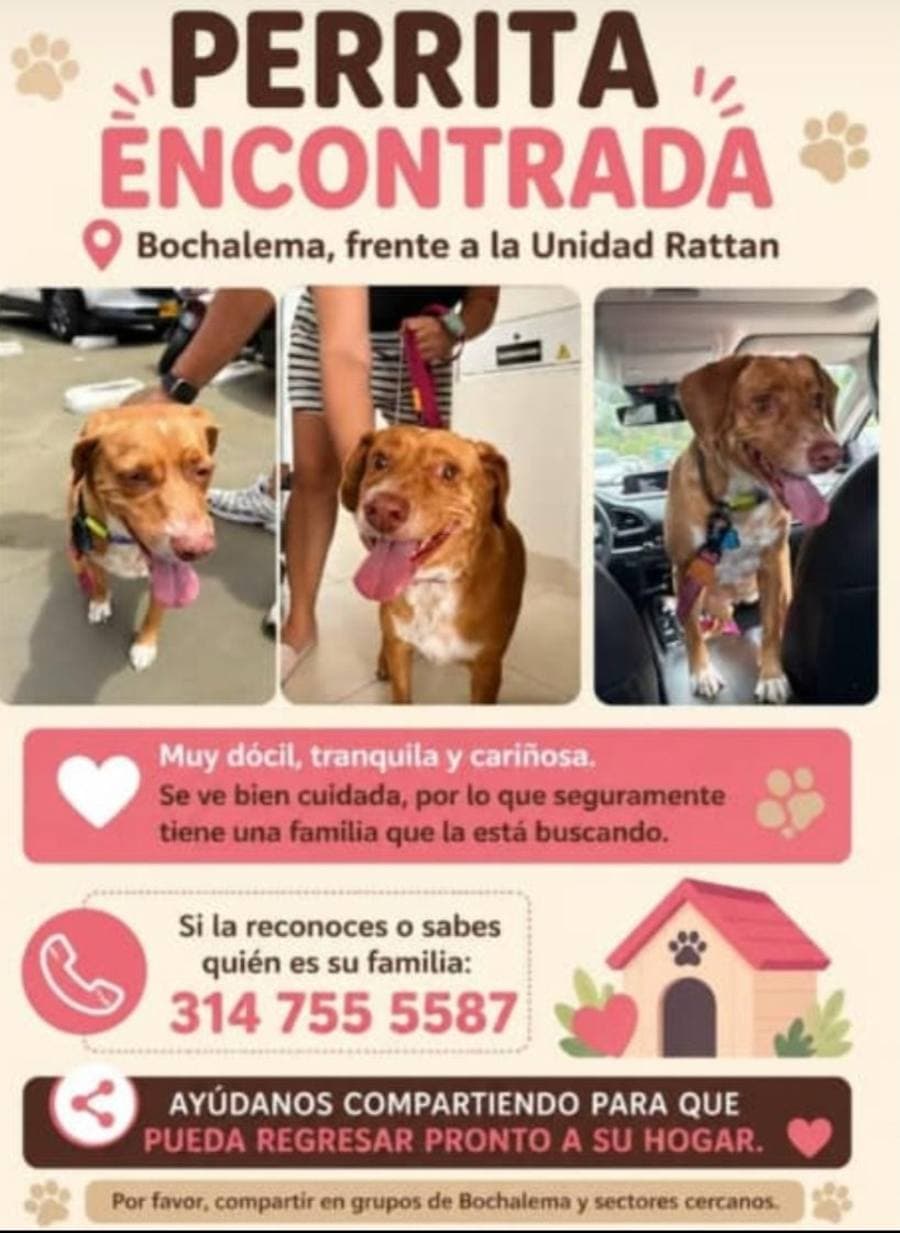 Bochalema · Perro mediano, marrón