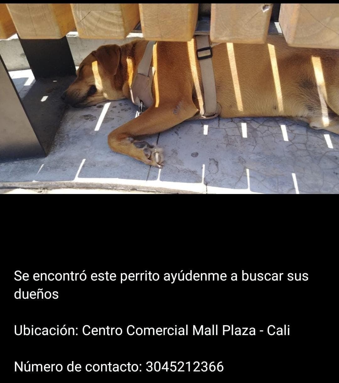 CENTRO COMERCIAL MALL PLAZA · Perro mediano, marrón