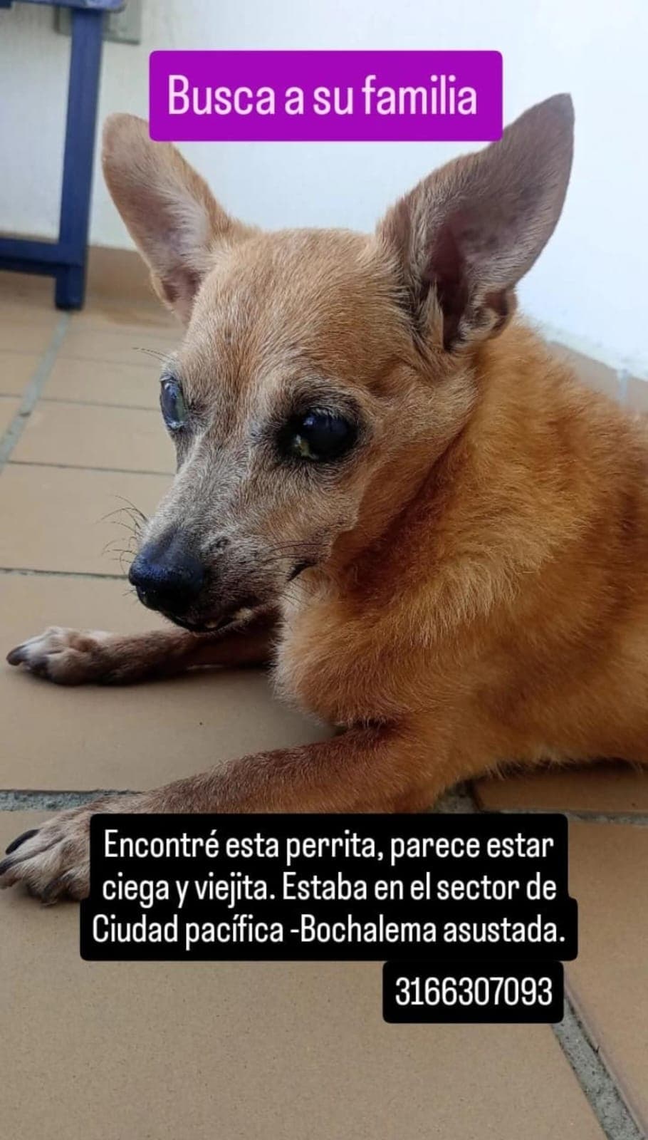 CIUDAD PACIFICA · Perro pequeño, marrón