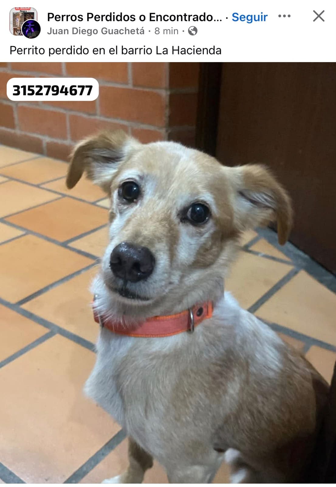 CORREA NARANJA · Perro beige