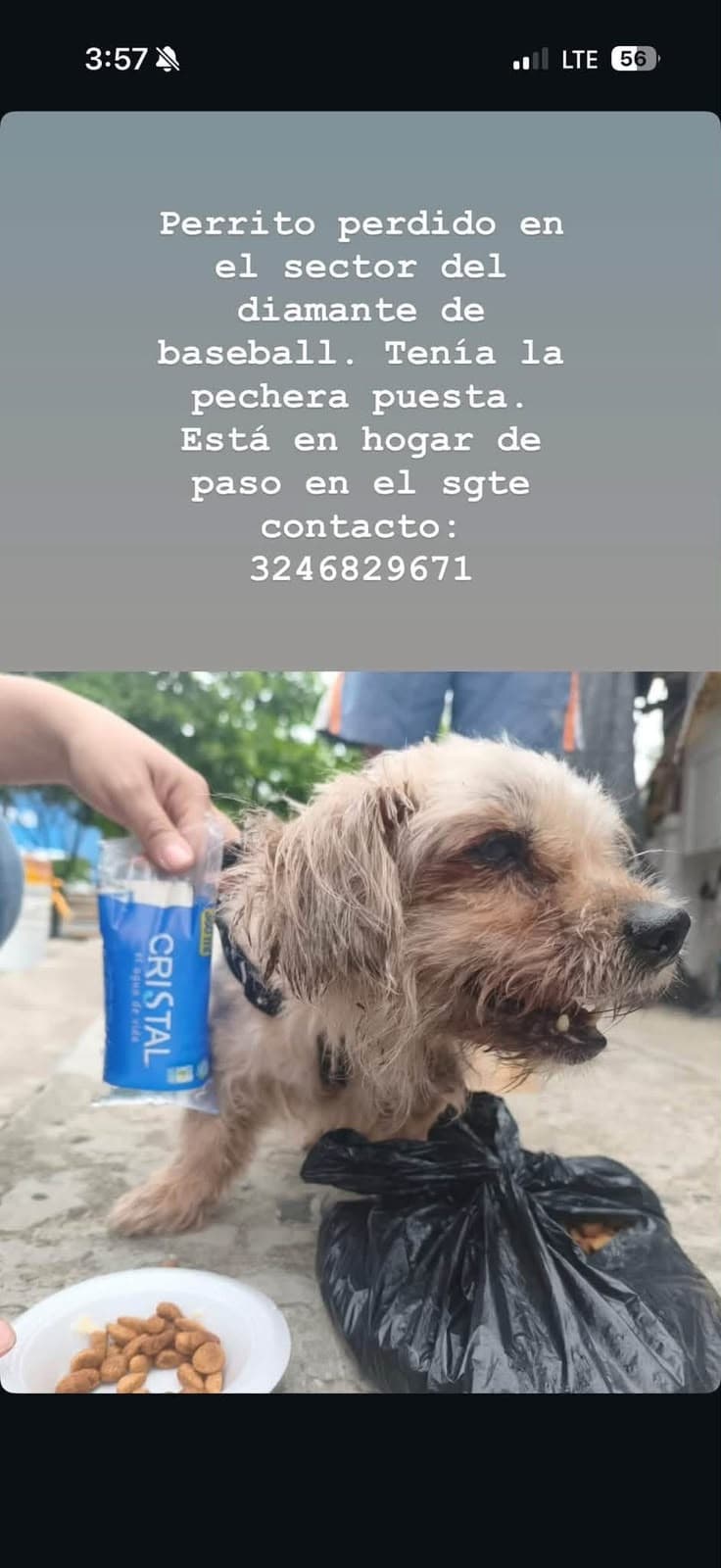 DIAMANTE DE BÉISBOL · Perro pequeño, marrón claro