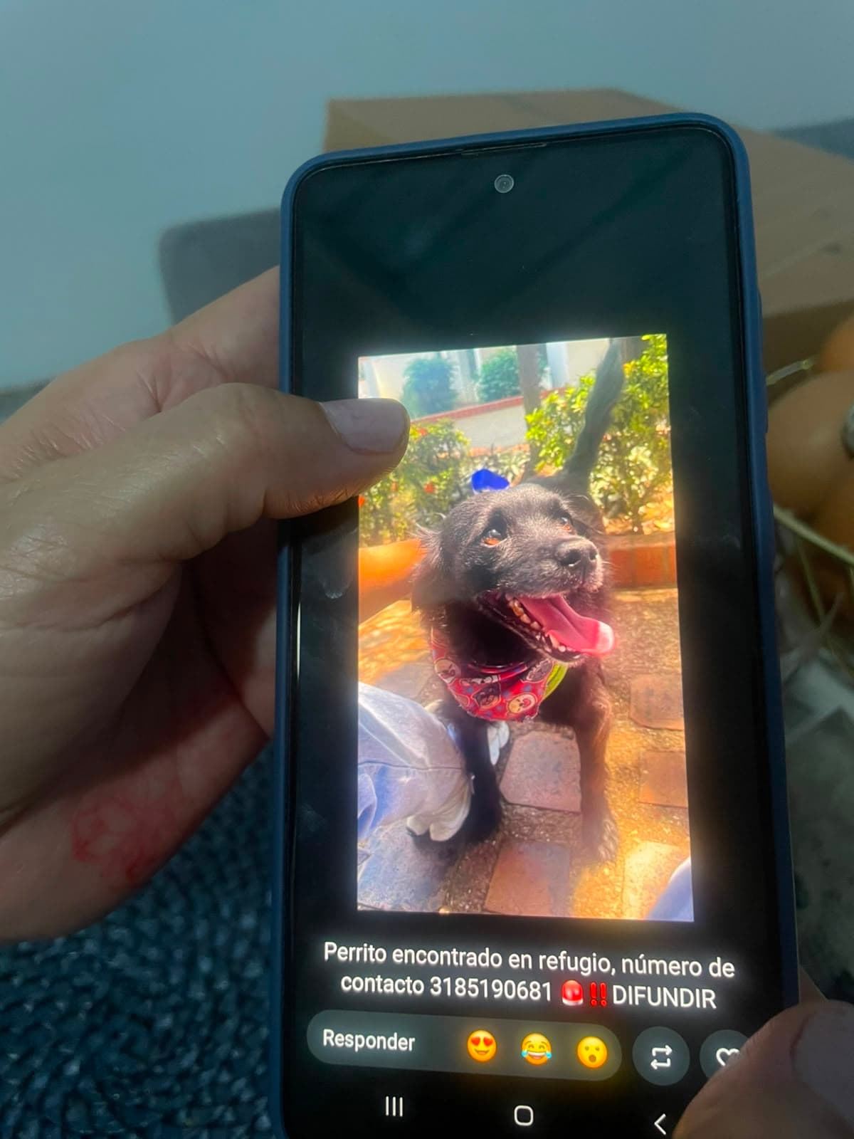 EL REFUGIO · Perro negro