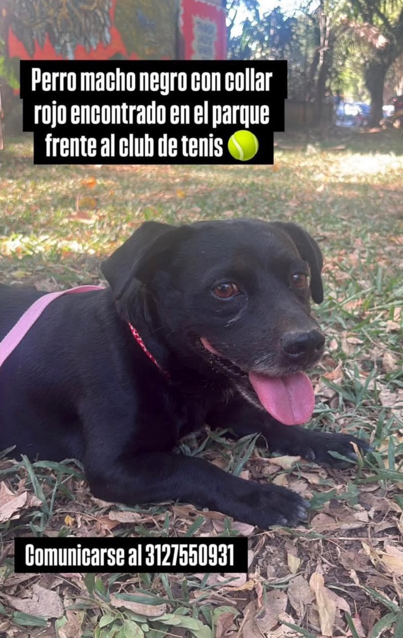 ENCONTRADO FRENTE AL CLUB DE TENIS · Perro negro