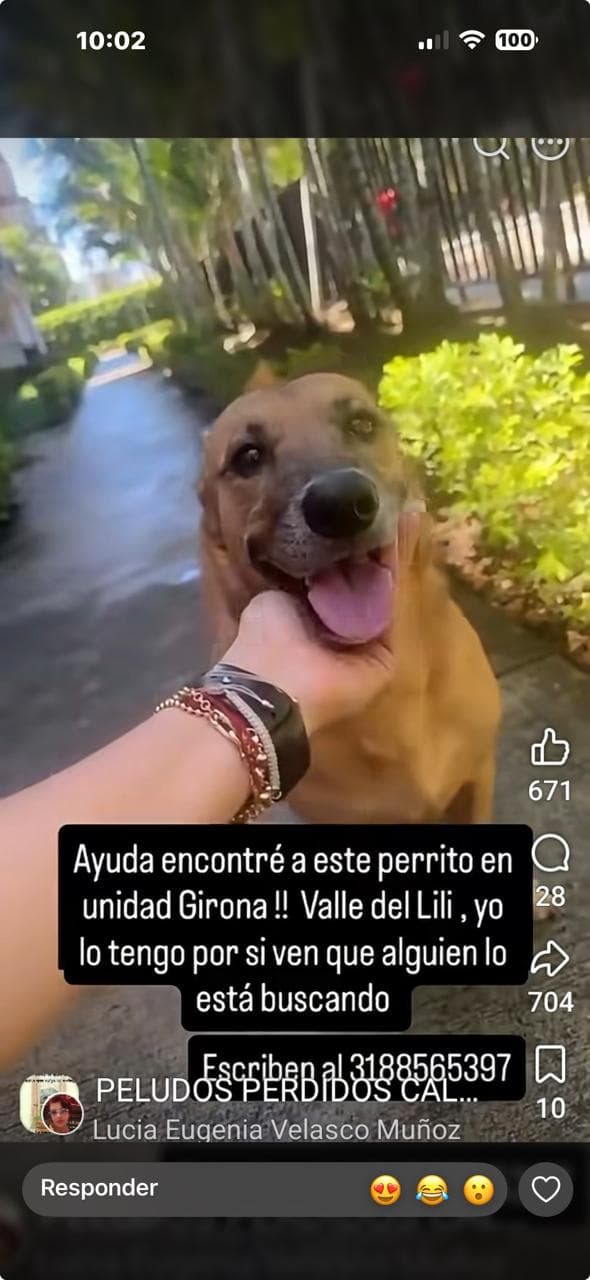 ENCONTRADO VALLE DEL LILI · Perro marrón