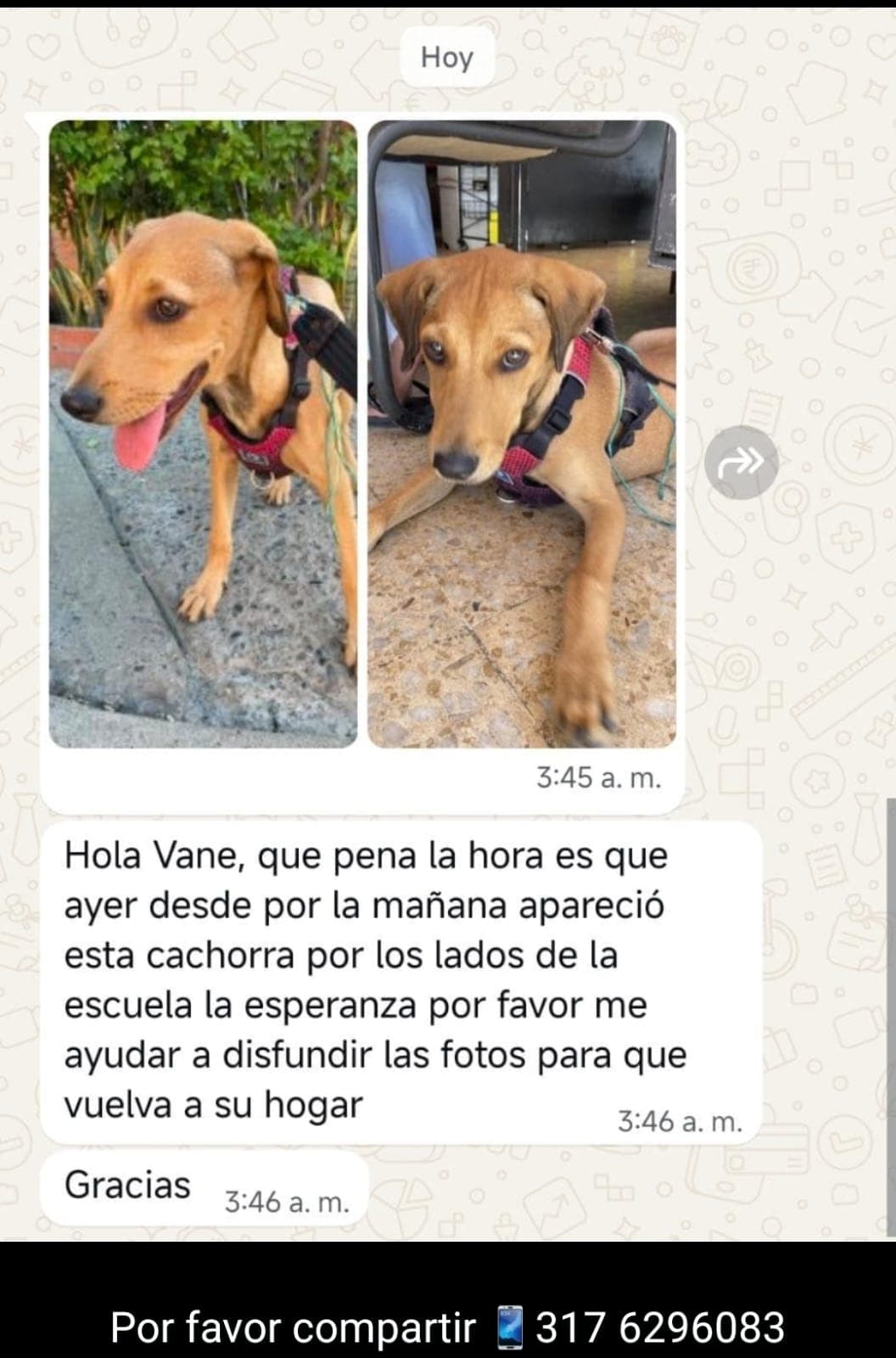 ESCUELA LA ESPERANZA_ · Perro mediano, marrón