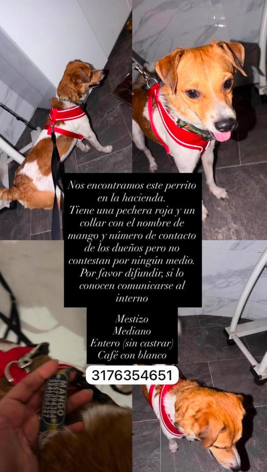 Mango · Perro mediano, café, mestizo