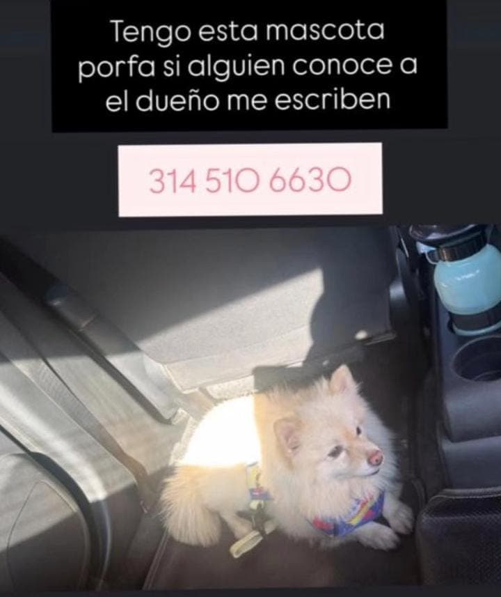 MASCOTA ENCONTRADA · Perro pequeño, blanco, pomerania