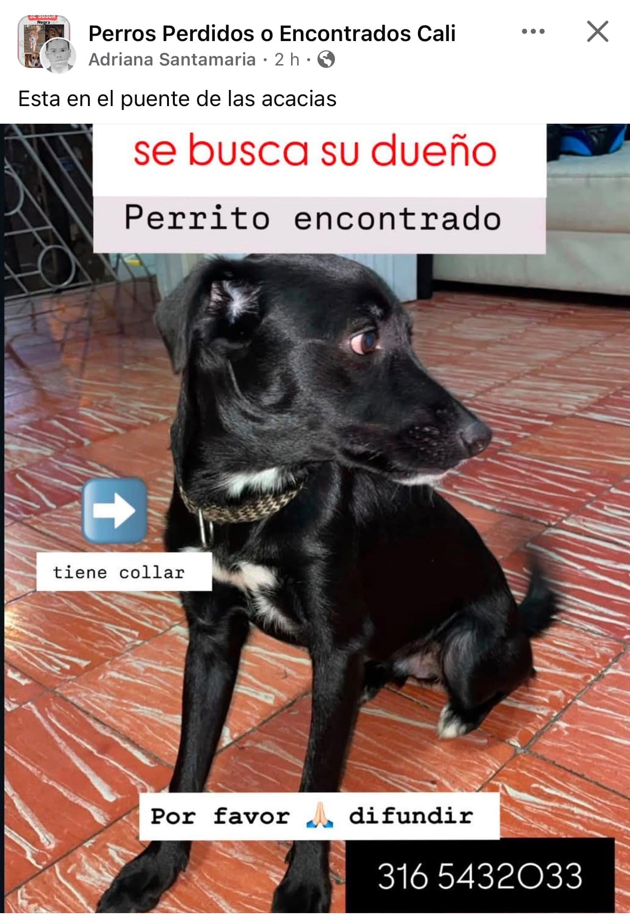 NEGRO · Perro negro