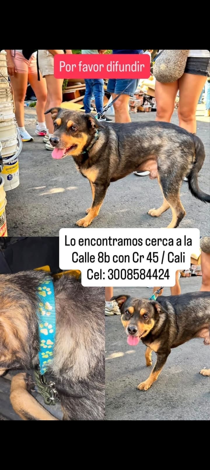 NUEVA TEQUENDAMA · Perro mediano, marrón