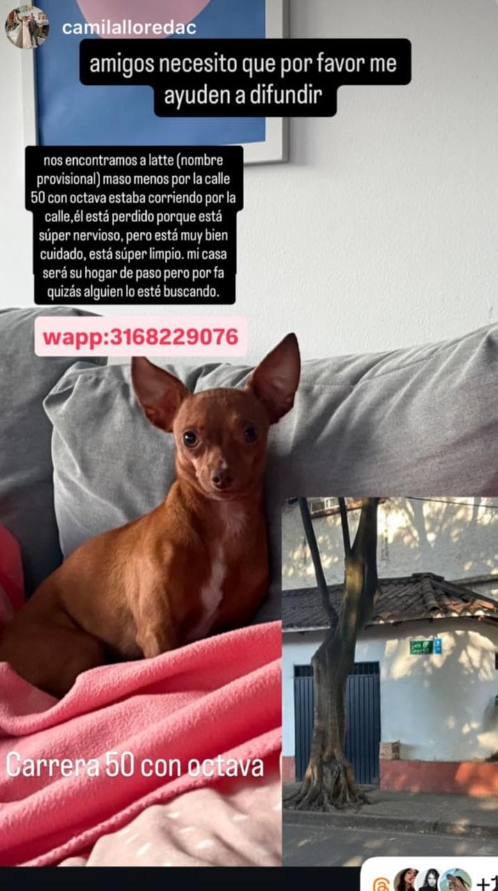 latte · Perro pequeño, marrón, chihuahua