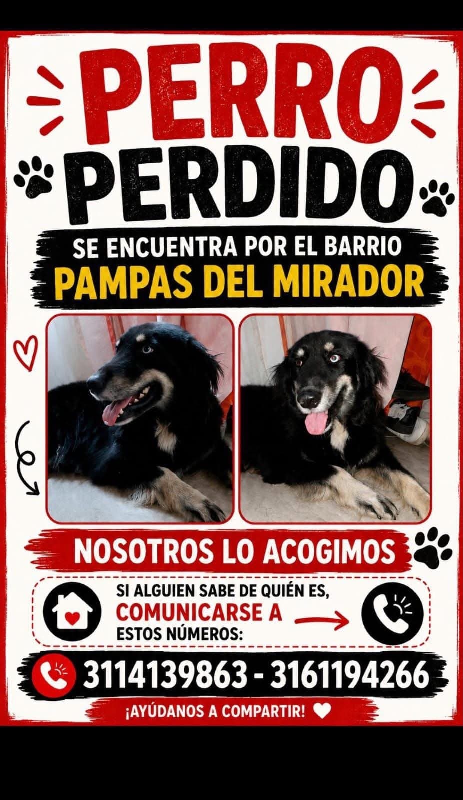 PAMPAS DEL MIRADOR · Perro negro