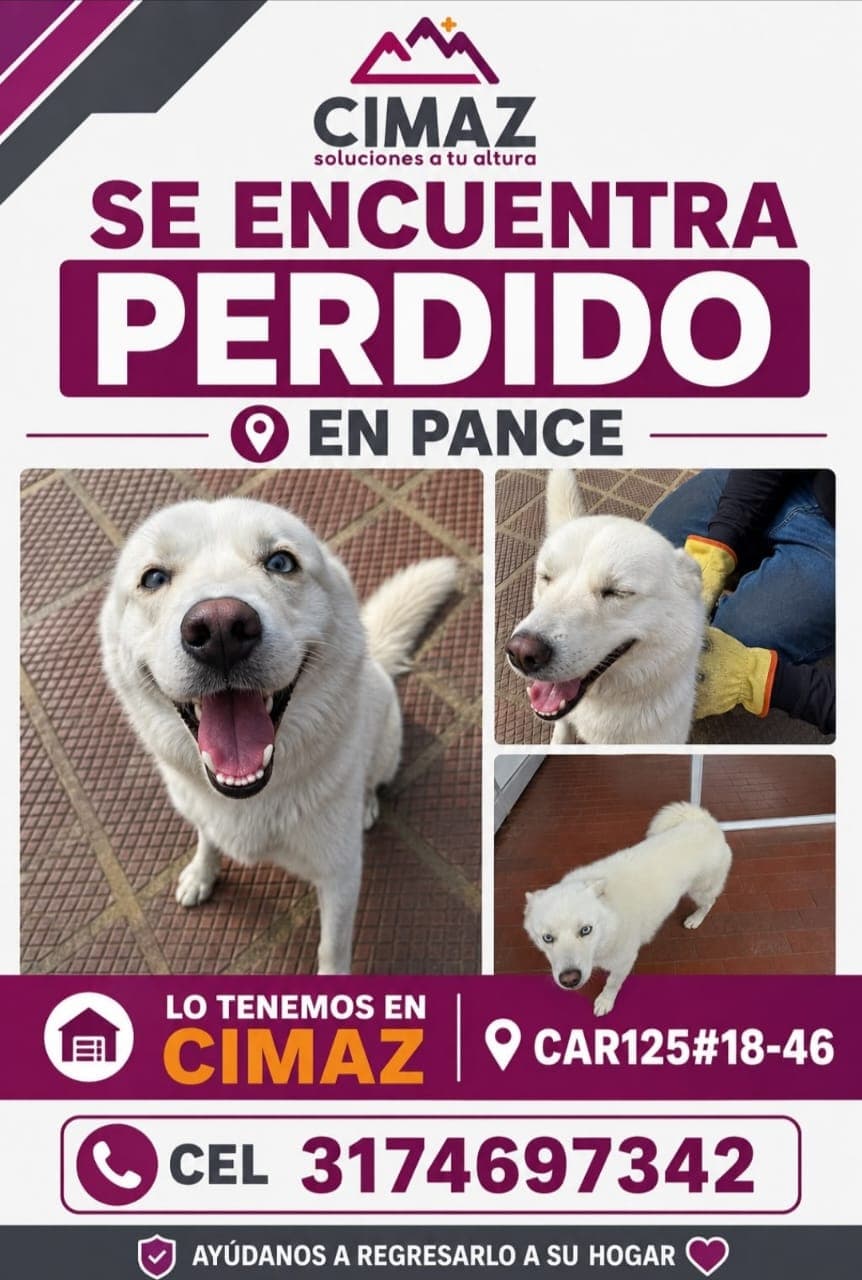 PANCE · Perro grande, blanco