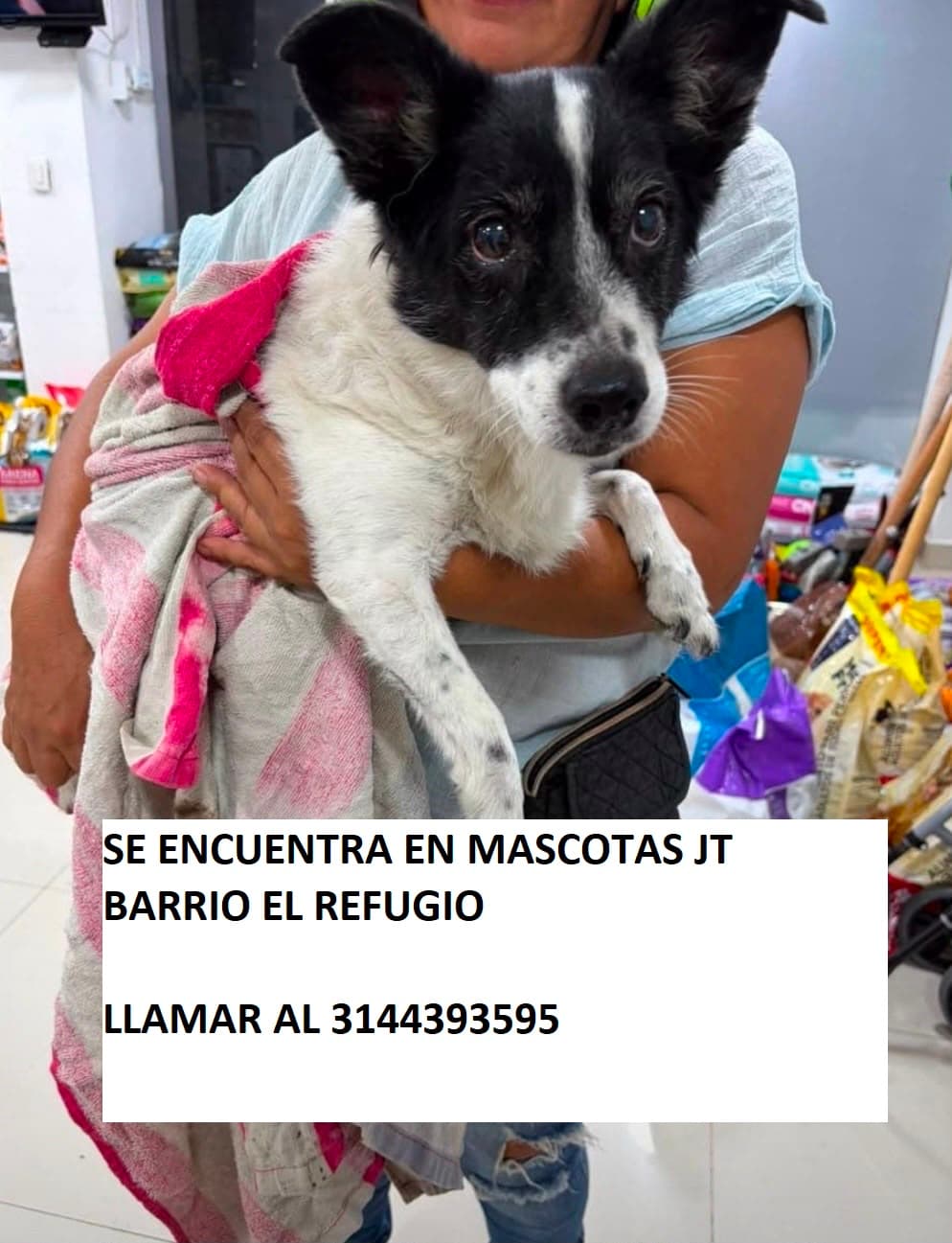 PERRITO ENCONTRADO JT EL REFUGIO (1) · Perro pequeño, blanco
