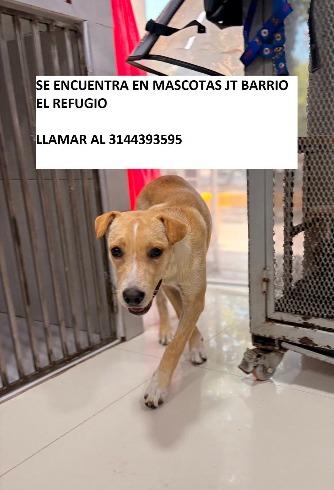 PERRITO ENCONTRADO JT EL REFUGIO (2) · Perro mediano, beige