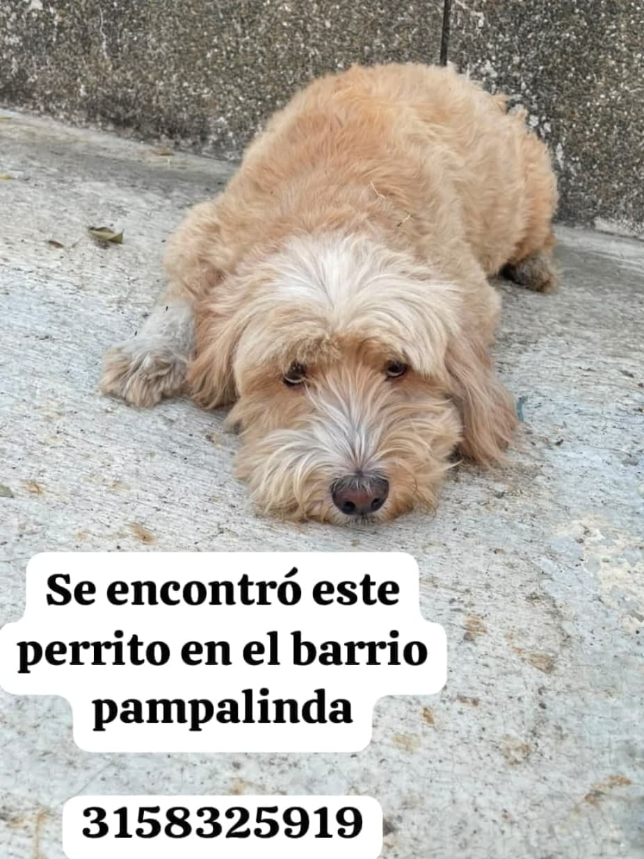 PERRO BEIGE · Perro mediano, beige