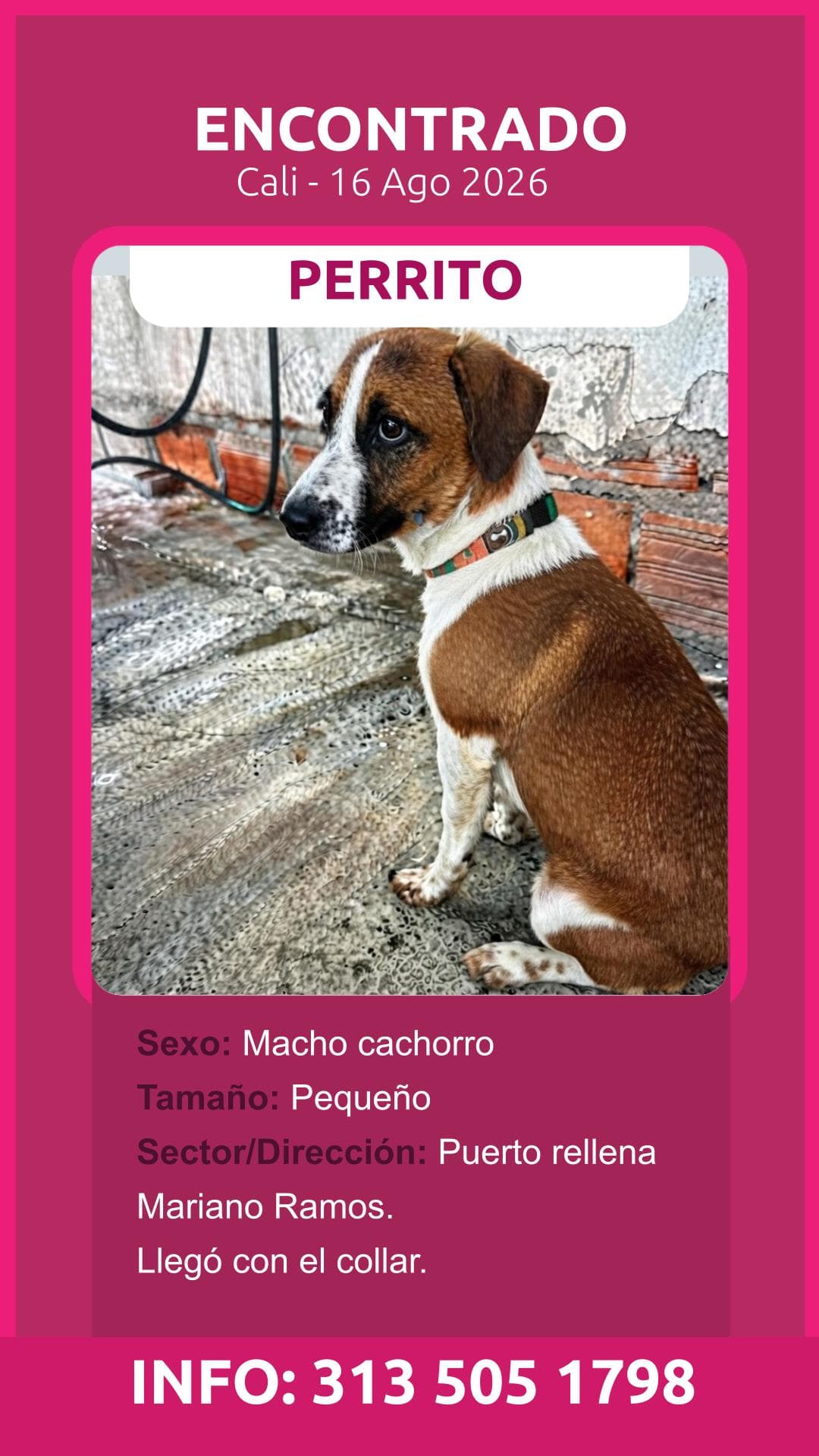 PUERTO RELLENA · Perro pequeño, marrón