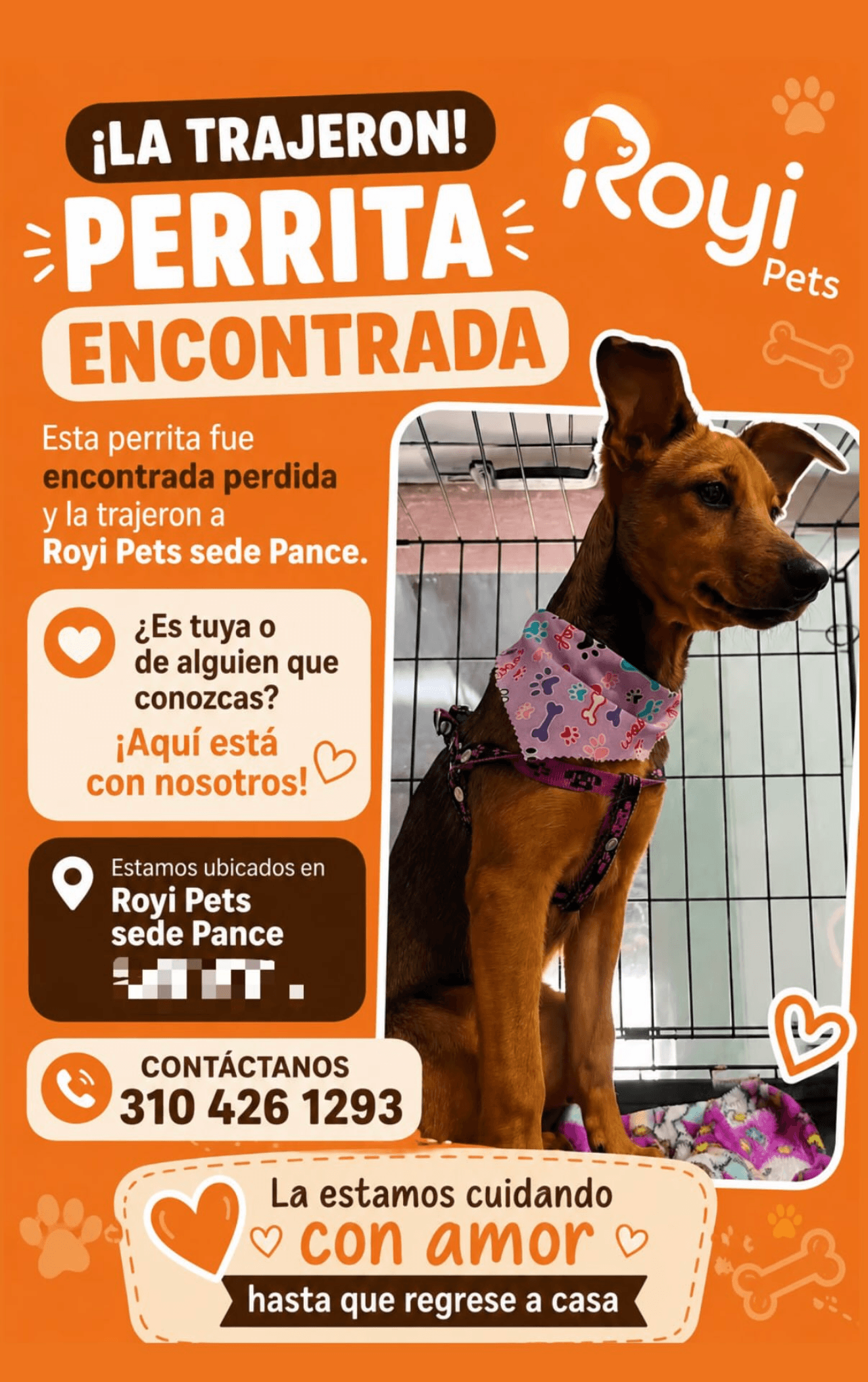 ROYI PETS · Perro mediano, marrón