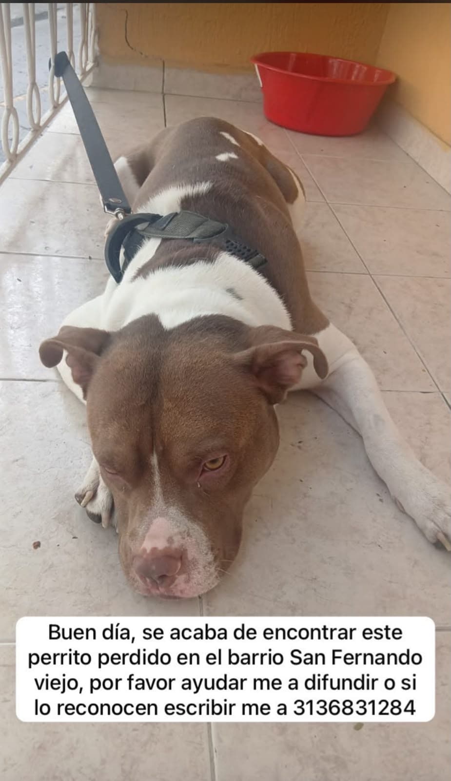 SAN FERNANDO · Perro grande, marrón, pitbull
