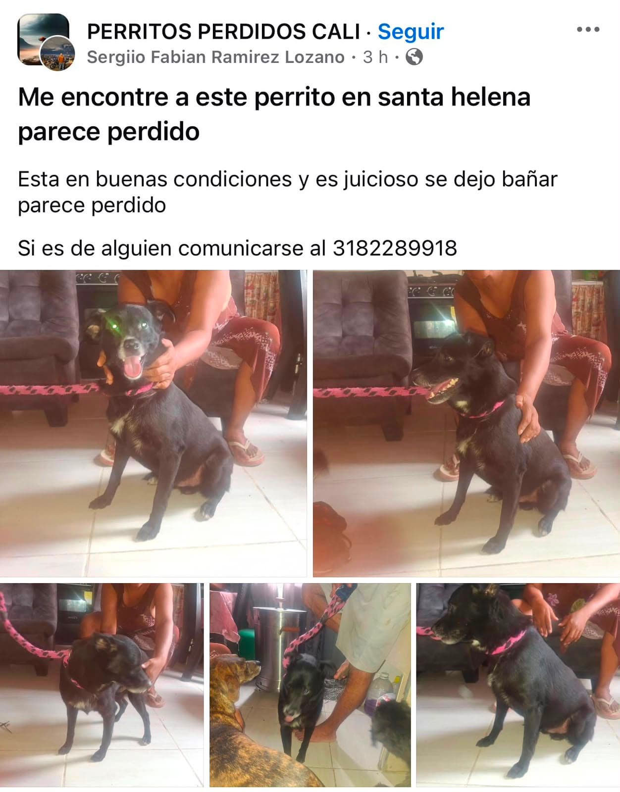SANTA HELENA · Perro mediano, negro