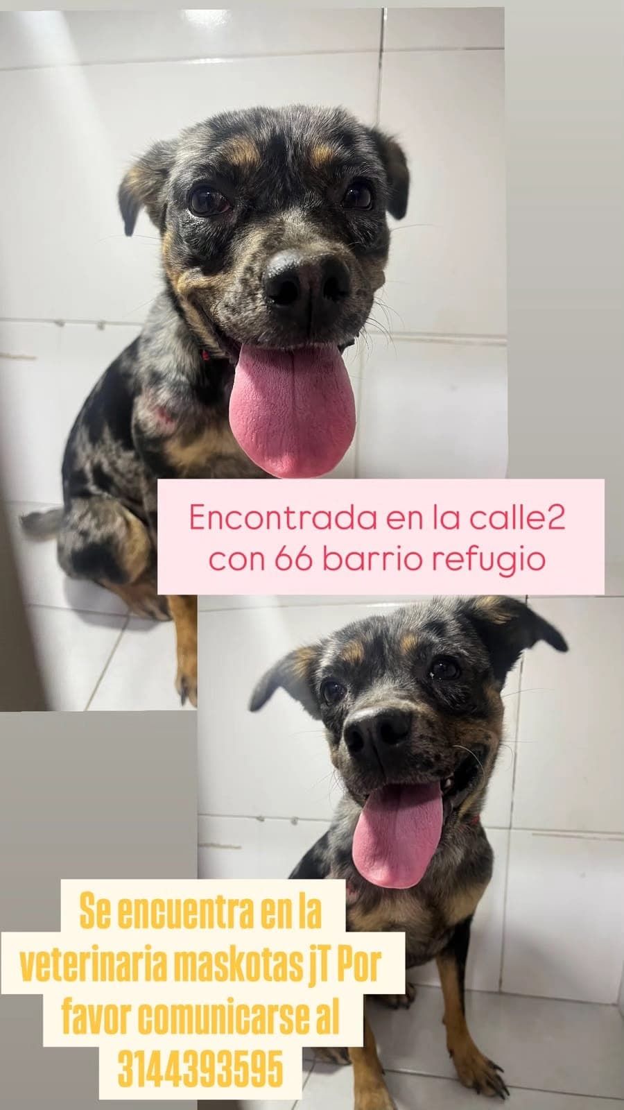 SE ENCUENTRA EN LA VETERINARIA MASCOTAS JT · Perro negro