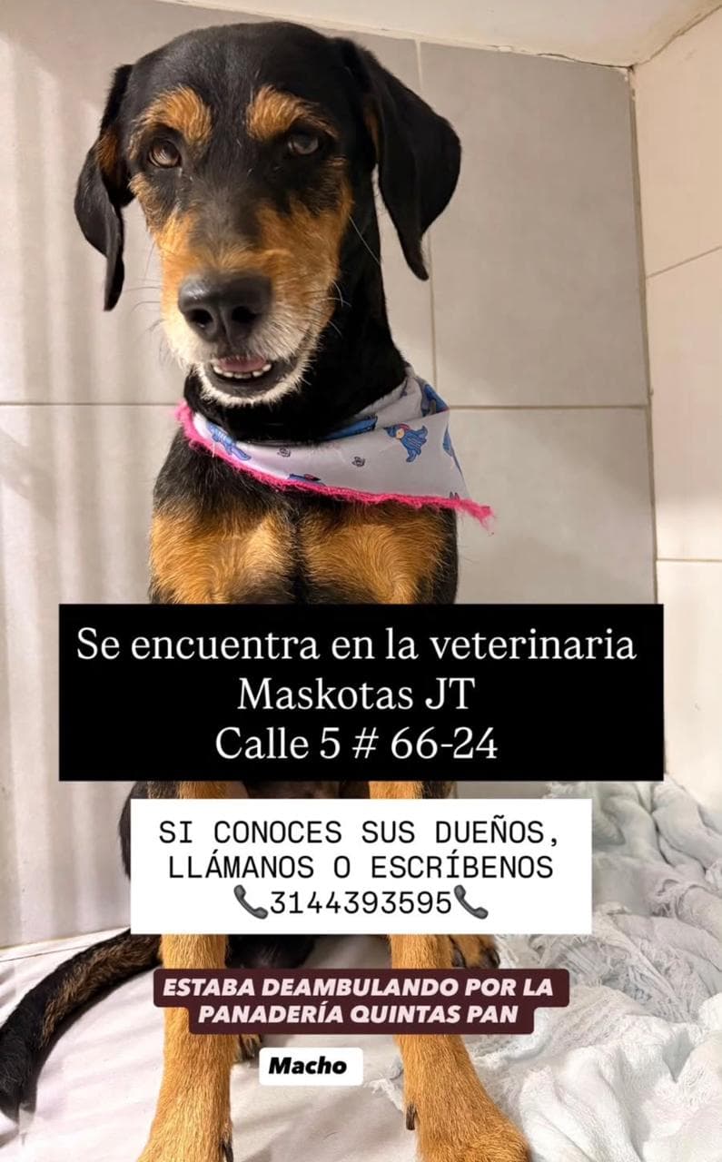 SE ENCUENTRA EN LA VETERINARIA MASKOTAS JT · Perro negro