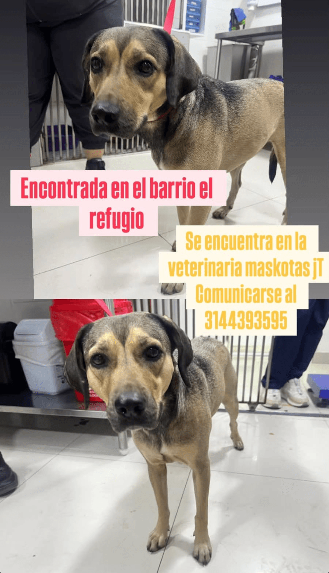 SE ENCUENTRA EN LA VETERINARIA MASKOTAS JT · Perro mediano, marrón