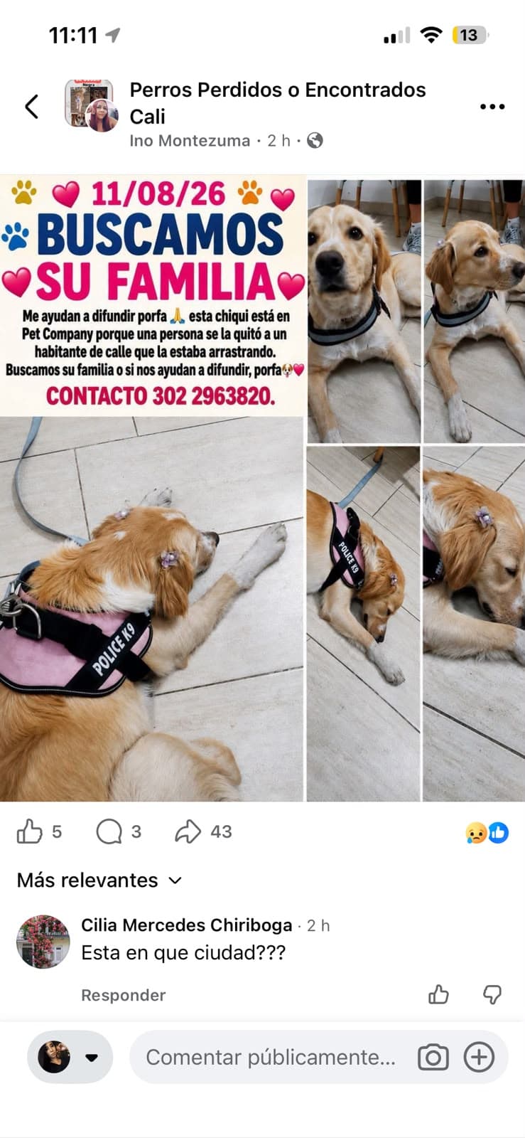 SE ENCUENTRA EN PET COMPANY · Perro mediano, dorado, golden retriever