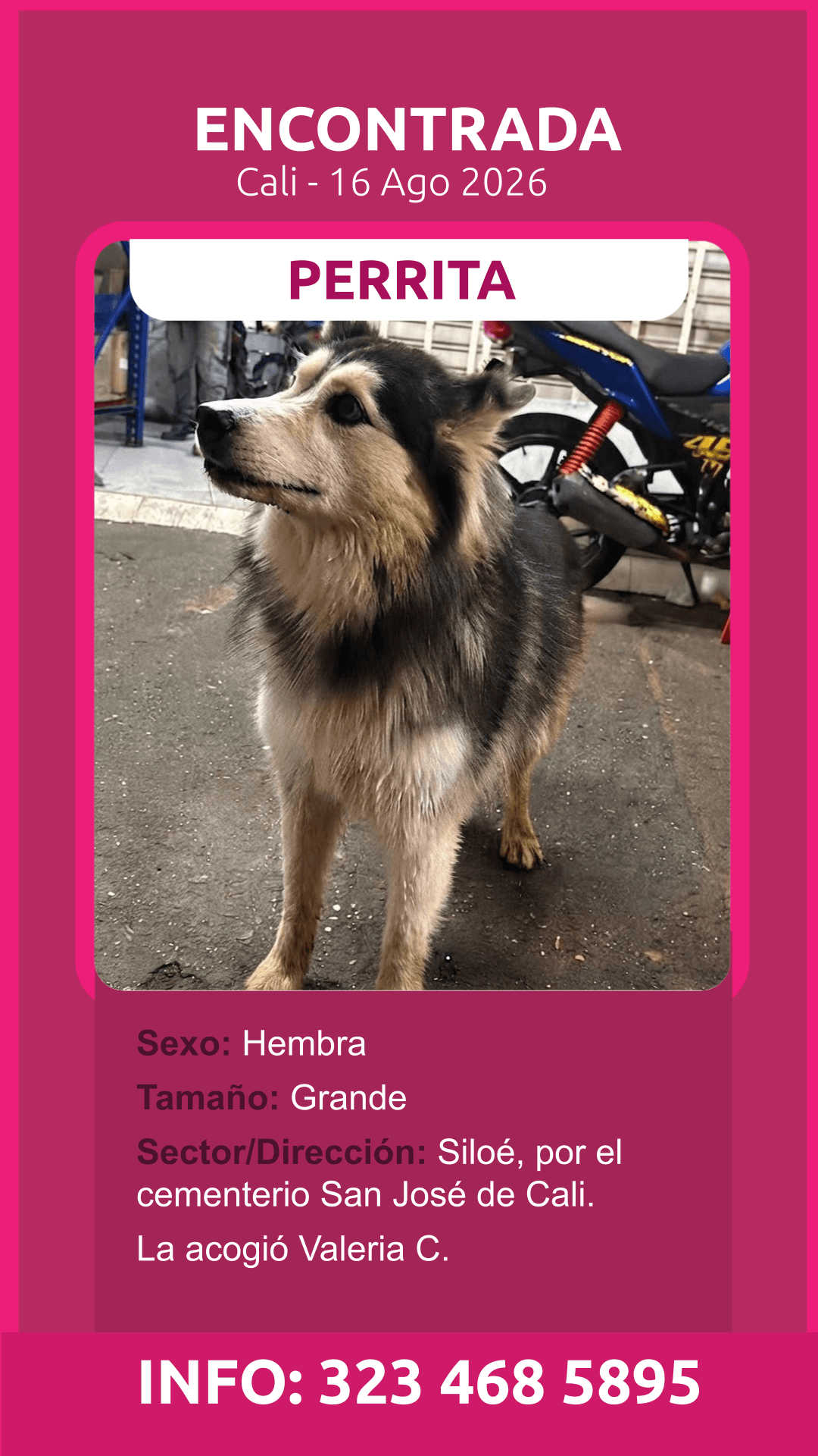 SILOÉ CEMENTARIO SAN JOSÉ · Perro grande, negro