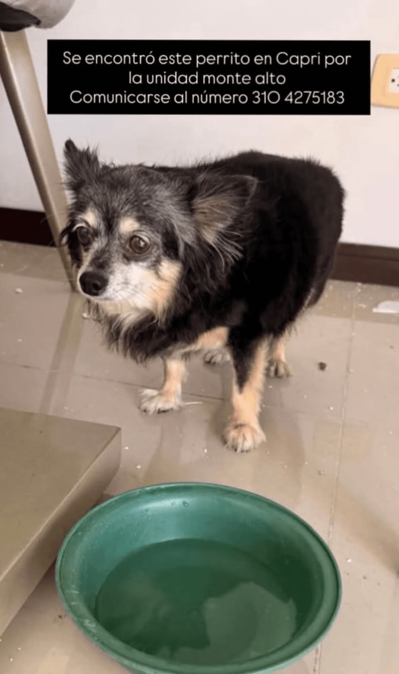 UNIDAD MONTE · Perro pequeño, negro