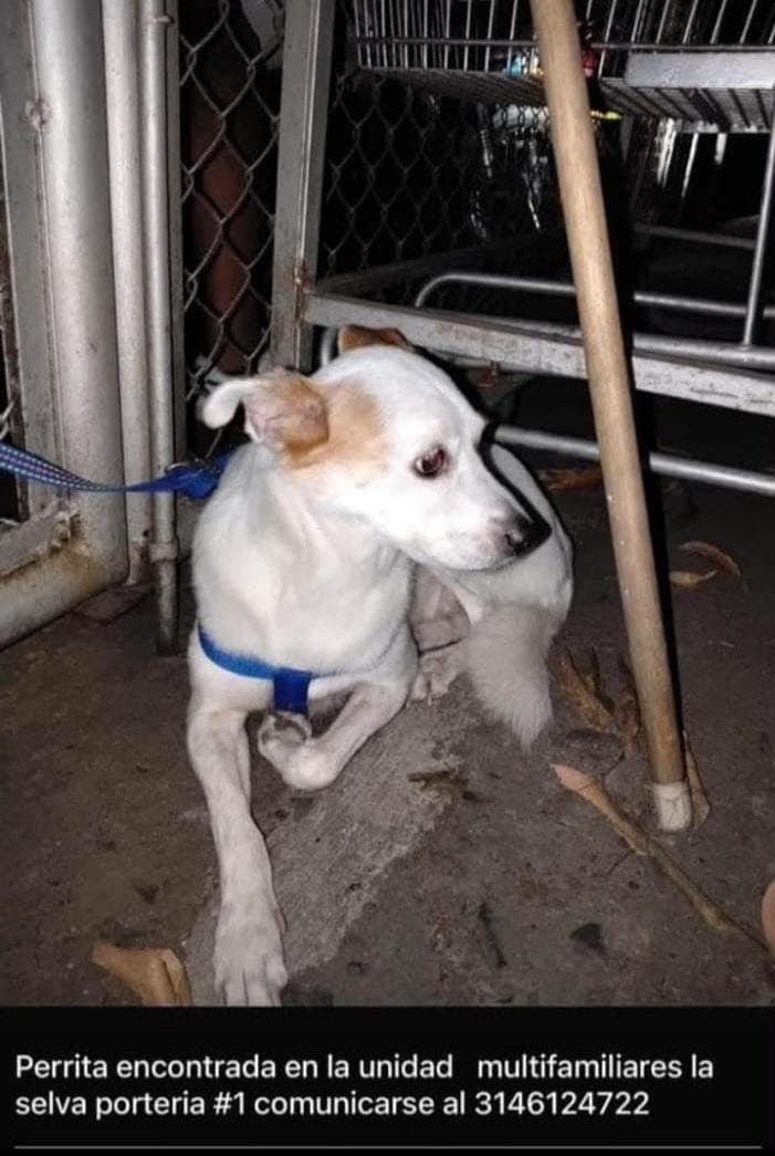 UNIDAD MULTIFAMILIARES LA SELVA 1 · Perro pequeño, blanco