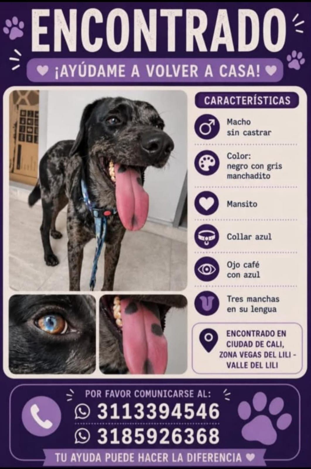 VALLE DEL LILI · Perro negro