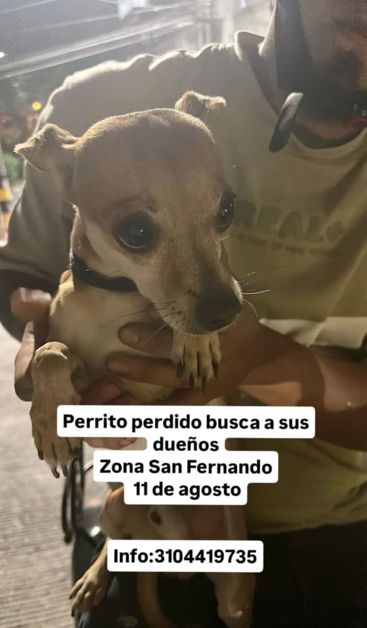 ZONA SAN FERNANDO · Perro pequeño, marrón claro, chihuahua