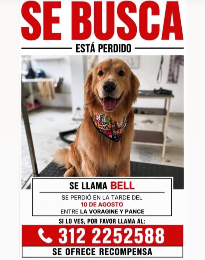 BELL · Perro dorado, golden retriever