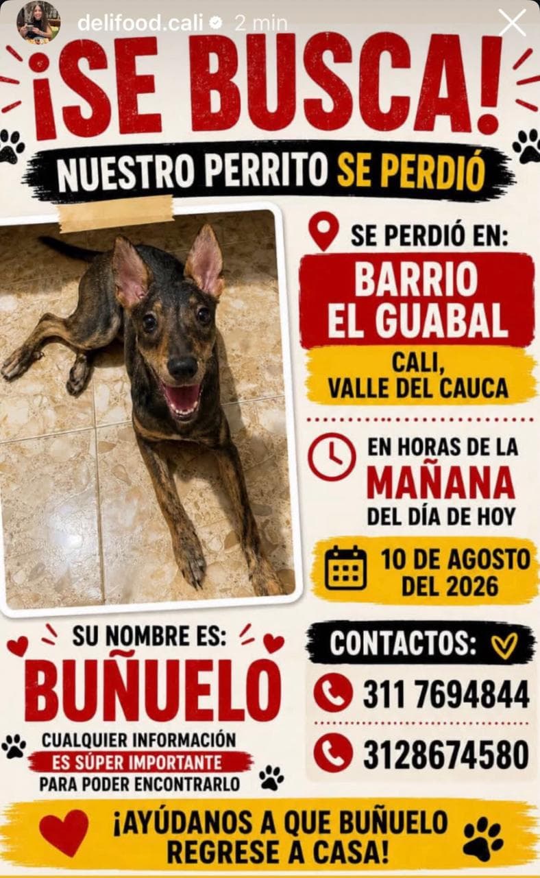 BUÑUELO · Perro marrón