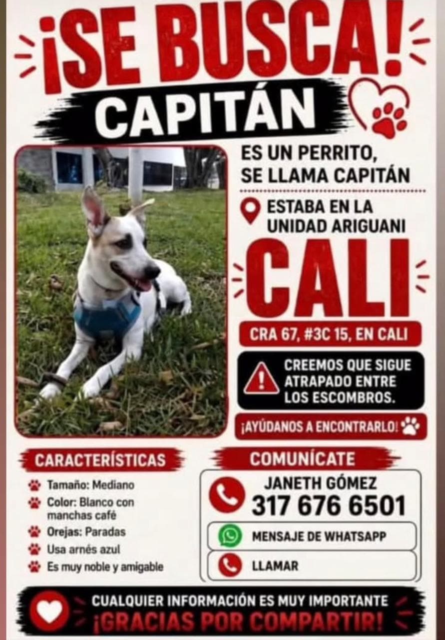 CAPITÁN · Perro mediano, blanco