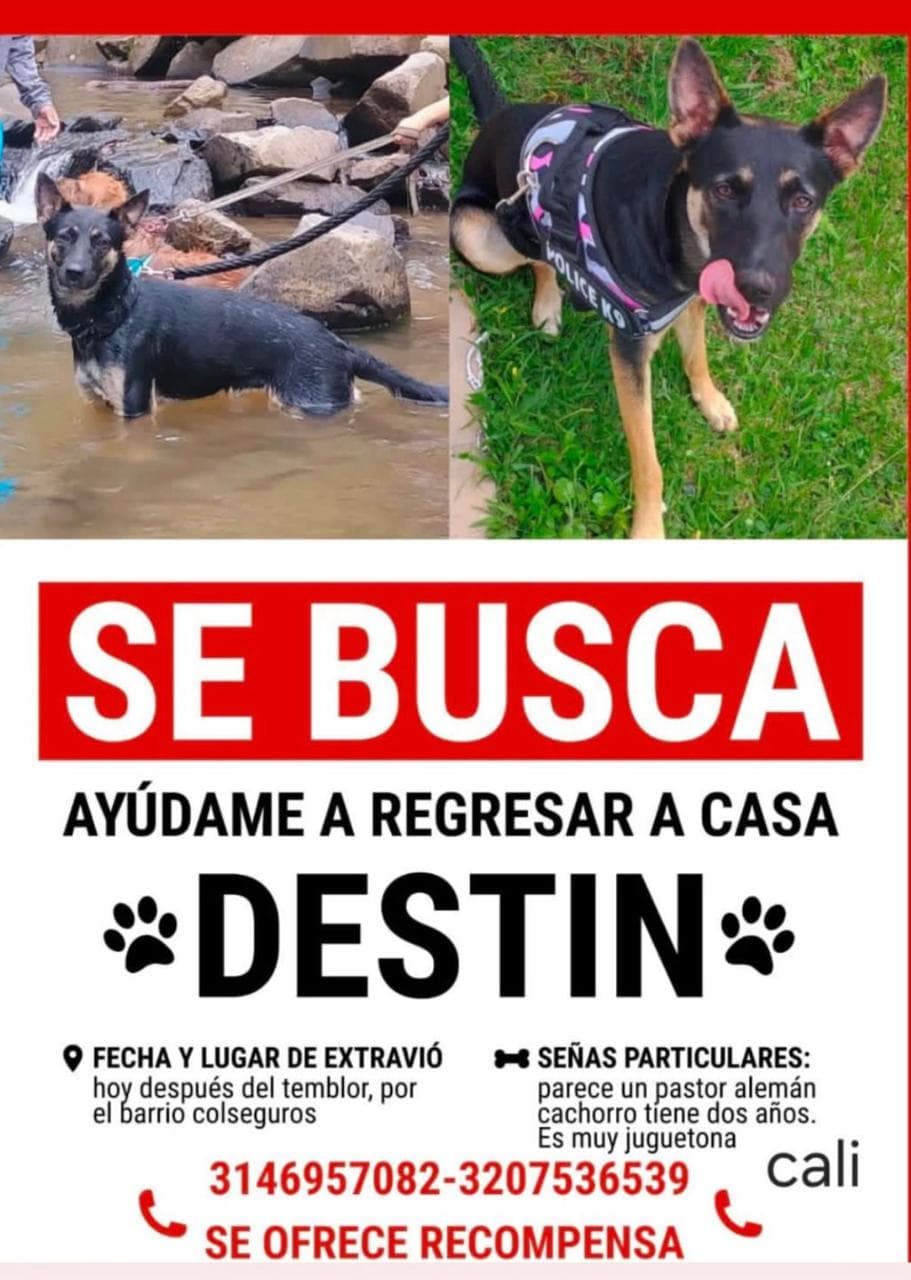 DESTIN · Perro mediano, negro, pastor alemán