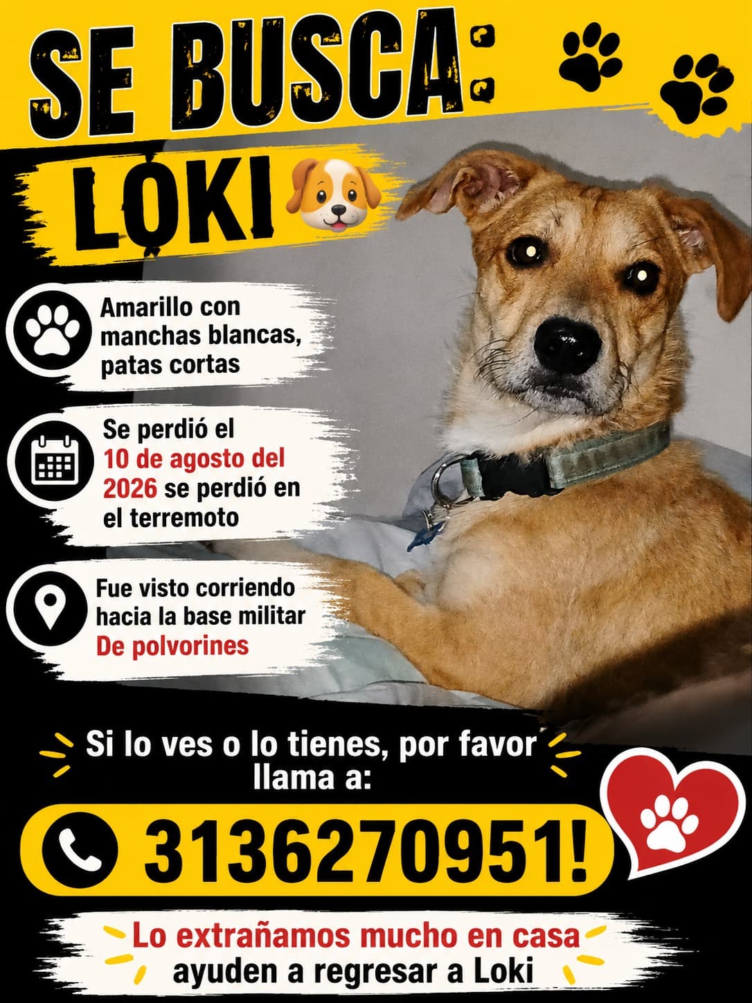 LOKI · Perro amarillo