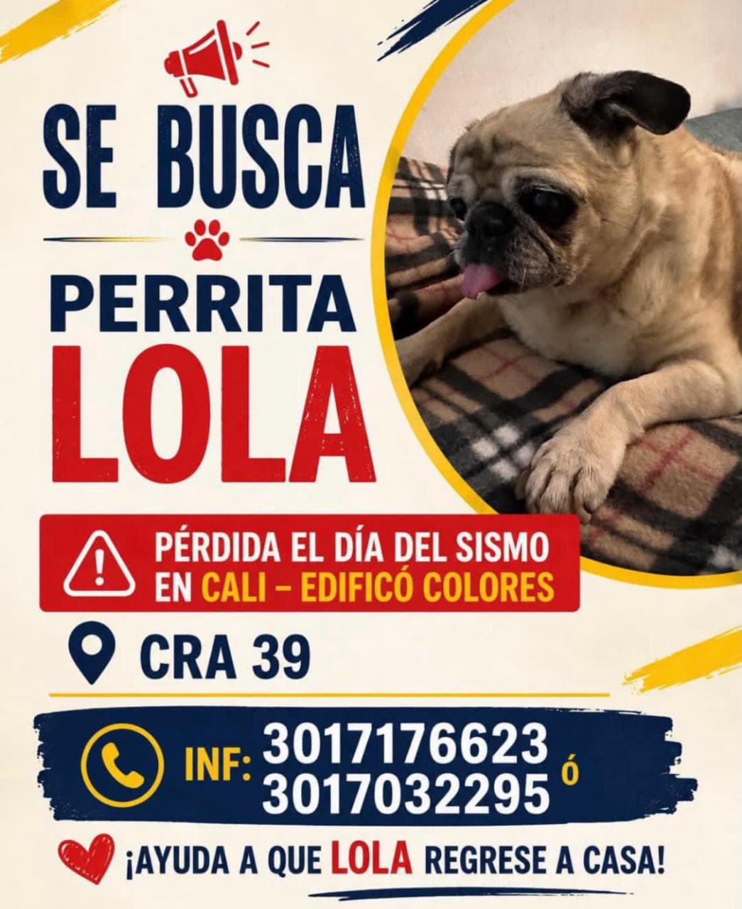 LOLA · Perro beige, pug