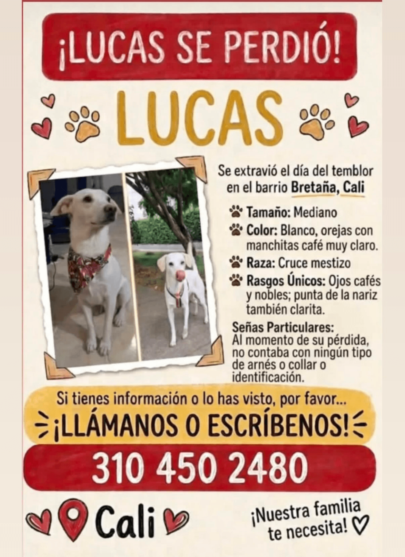 LUCAS · Perro mediano, blanco, cruce mestizo