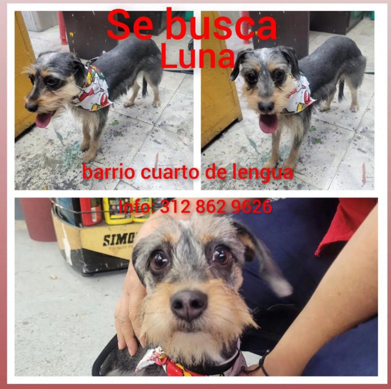 Luna · Perro pequeño, gris, mestizo