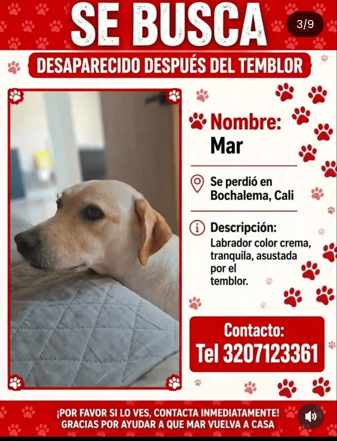 Mar · Perro crema, labrador