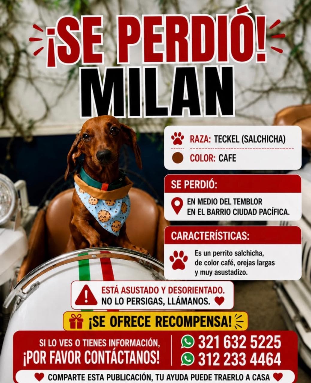 MILAN · Perro cafe, teckel (salchicha)