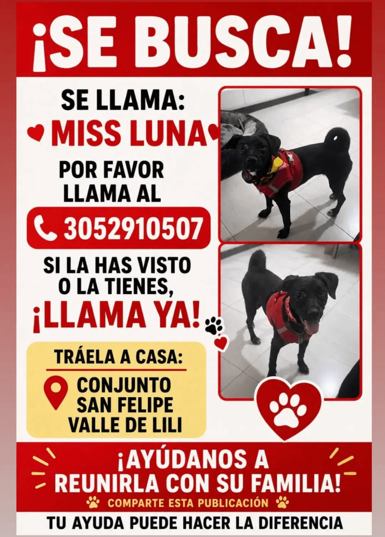 MISS LUNA · Perro negro