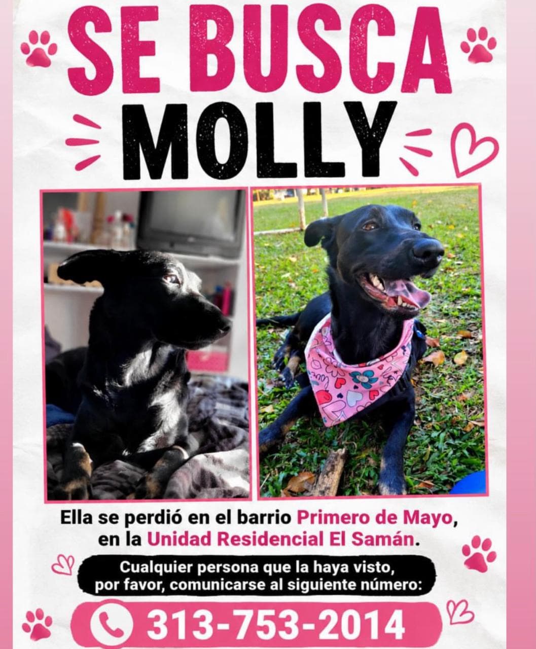 MOLLY · Perro negro