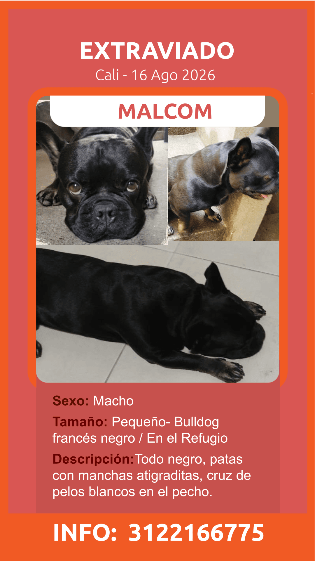 MALCOM · Perro pequeño, negro, bulldog francés