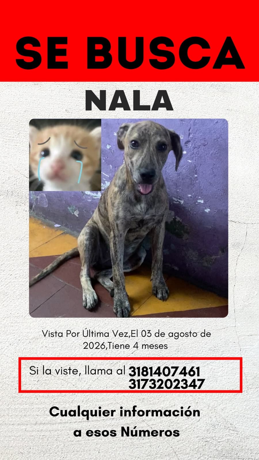 NALA · Perro mediano, marrón atigrado